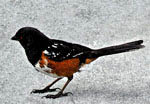 KANSAS_spotted_towhee_drawing_RGB.jpg