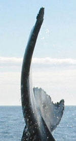 bigsmall-humpback-closeup_RGB.jpg