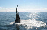 bigsmall-humpback_RGB.jpg