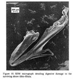 shrew-bones_fig10.jpg