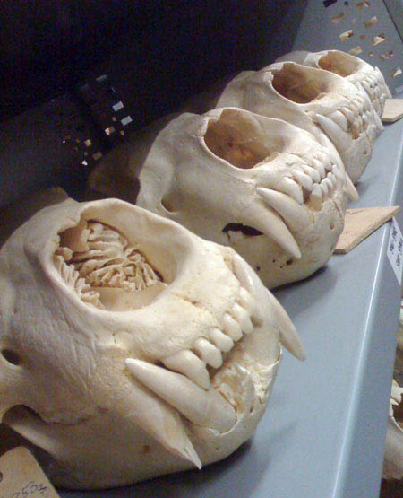 VENTS_toothy_skulls_450pxRGB.jpg