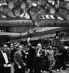 RatsStockMarket.jpg