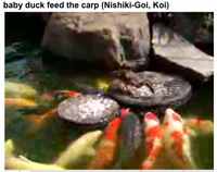 DuckAndCarp.jpg