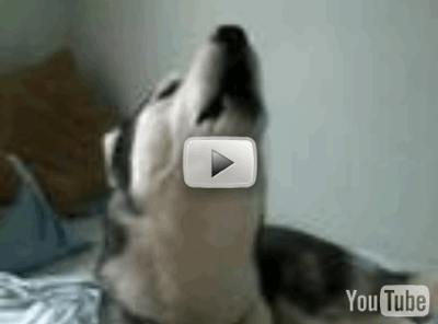 DogChat.gif DogChat.gif