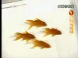 synchrofish.jpeg