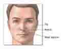 nose.jpg