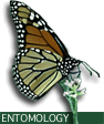 entomology.gif