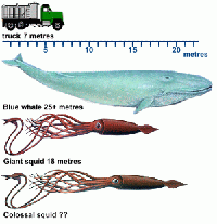 squid+chart2.gif