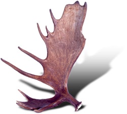 antlersmoose_250w