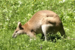 A wallaby. Photo by Nini Barbieri, creative commons.