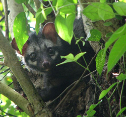 Asian Palm Civet photo from WikiMedia Commons