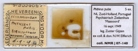 NMR_pubic_lice_1949