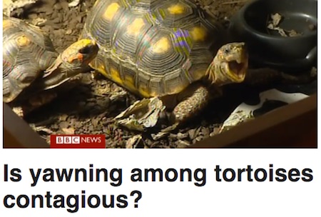 BBC-tortoise
