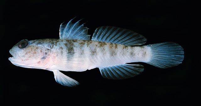 Fishbase profile : The Inexplicable Shrimpgoby – Improbable Research